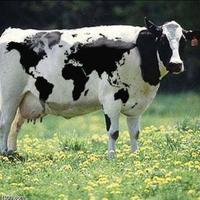 Dairy world
